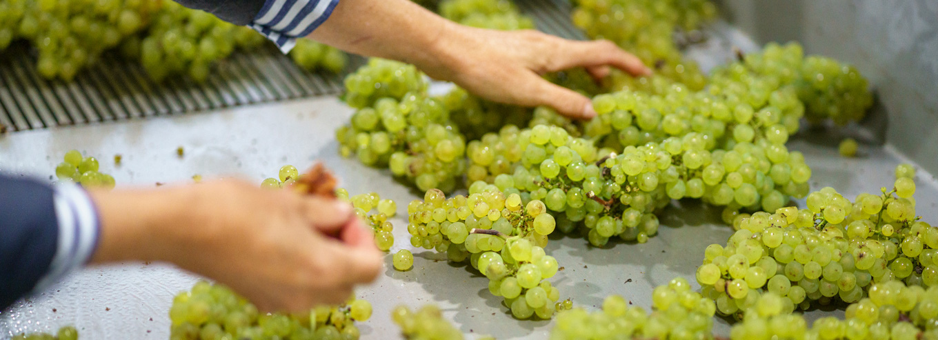 Grapes sorting at Elanto Vineyard